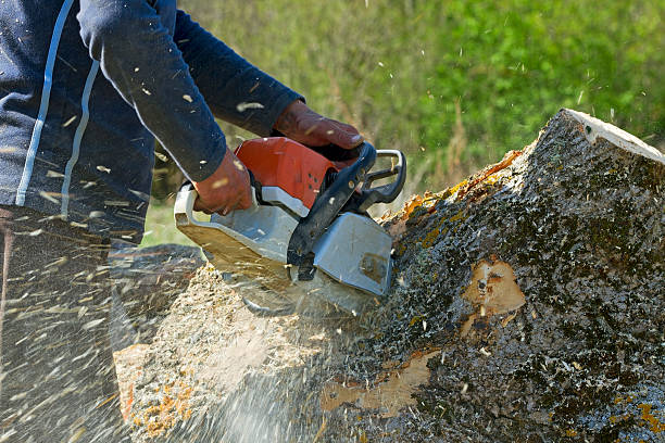 Best Best Tree Removal Services  in Centreville, AL